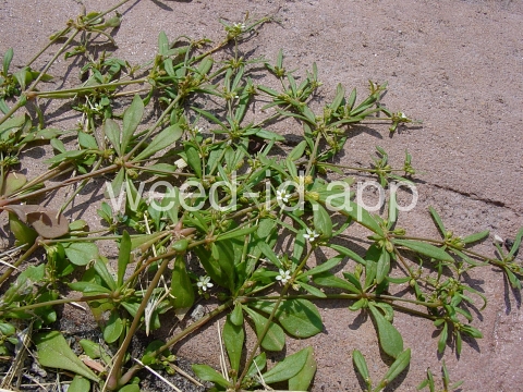 carpetweed